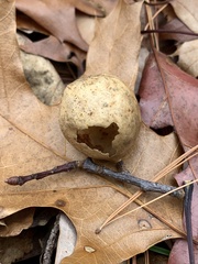 Amphibolips