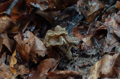Craterellus sinuosus
