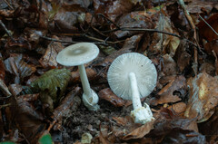 Amanita coryli