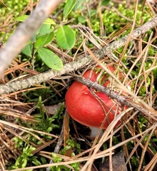 Russula