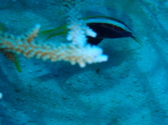 Parupeneus barberinoides