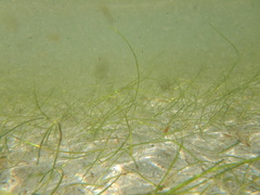 Halodule uninervis