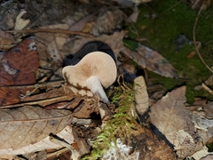 Hebeloma velutipes