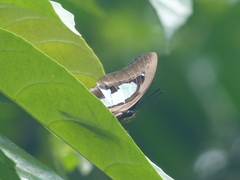 Polyura