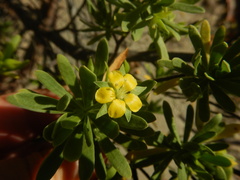 Suriana maritima