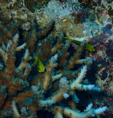 Acropora divaricata