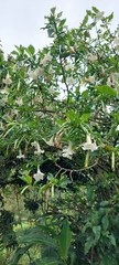 Brugmansia arborea