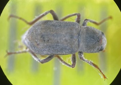 Dryopidae