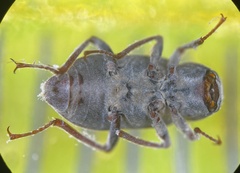 Dryopidae