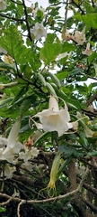 Brugmansia arborea
