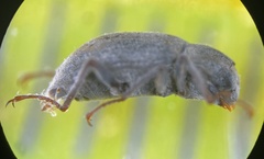Dryopidae