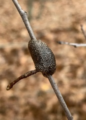 Malacosoma americana