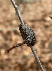 Malacosoma americana