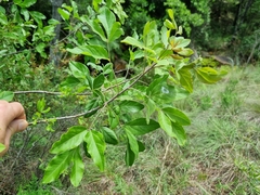 Heteromorpha arborescens abyssinica