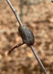 Malacosoma americana