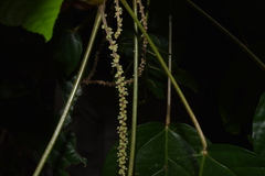 Acalypha