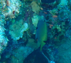 Pomacentrus nigromarginatus