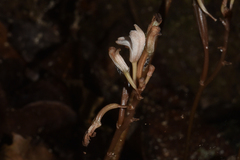 Didymoplexis micradenia