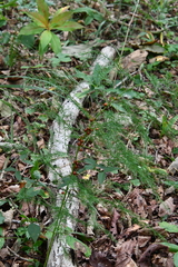Asparagus schoberioides
