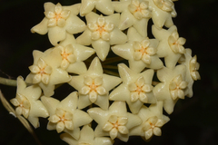 Hoya nicholsoniae