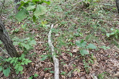 Asparagus schoberioides