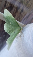 Geometra papilionaria