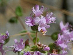 Origanum microphyllum