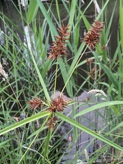 Cyperus lucidus