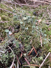 Cladonia fimbriata