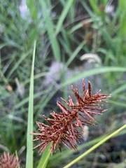 Cyperus lucidus