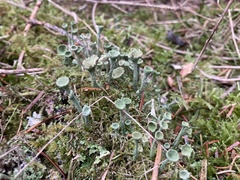 Cladonia fimbriata