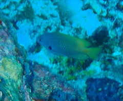 Pomacentrus nigromarginatus