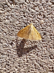 Sitochroa verticalis