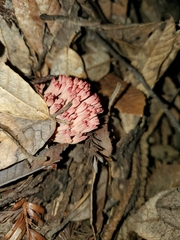 Ramaria araiospora