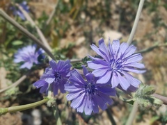 Cichorium endivia