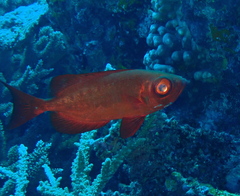 Priacanthus hamrur