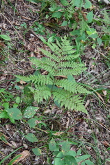 Athyrium spinulosum