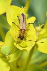 Oedemera podagrariae