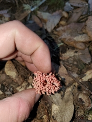 Ramaria araiospora