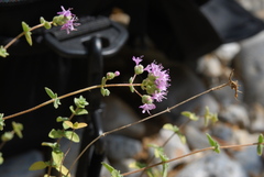 Origanum microphyllum