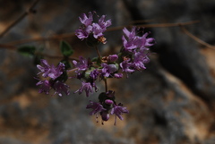 Origanum microphyllum