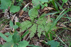 Athyrium spinulosum
