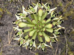 Disa bivalvata