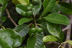 Tabernaemontana cerifera