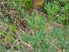 Asparagus transvaalensis
