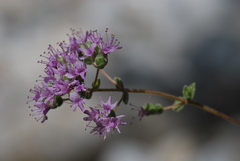 Origanum microphyllum