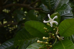 Tabernaemontana cerifera