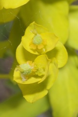 Euphorbia glareosa
