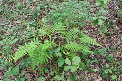 Athyrium yokoscense