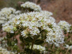 Origanum onites
